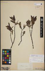Foto von Salix lapponum L.